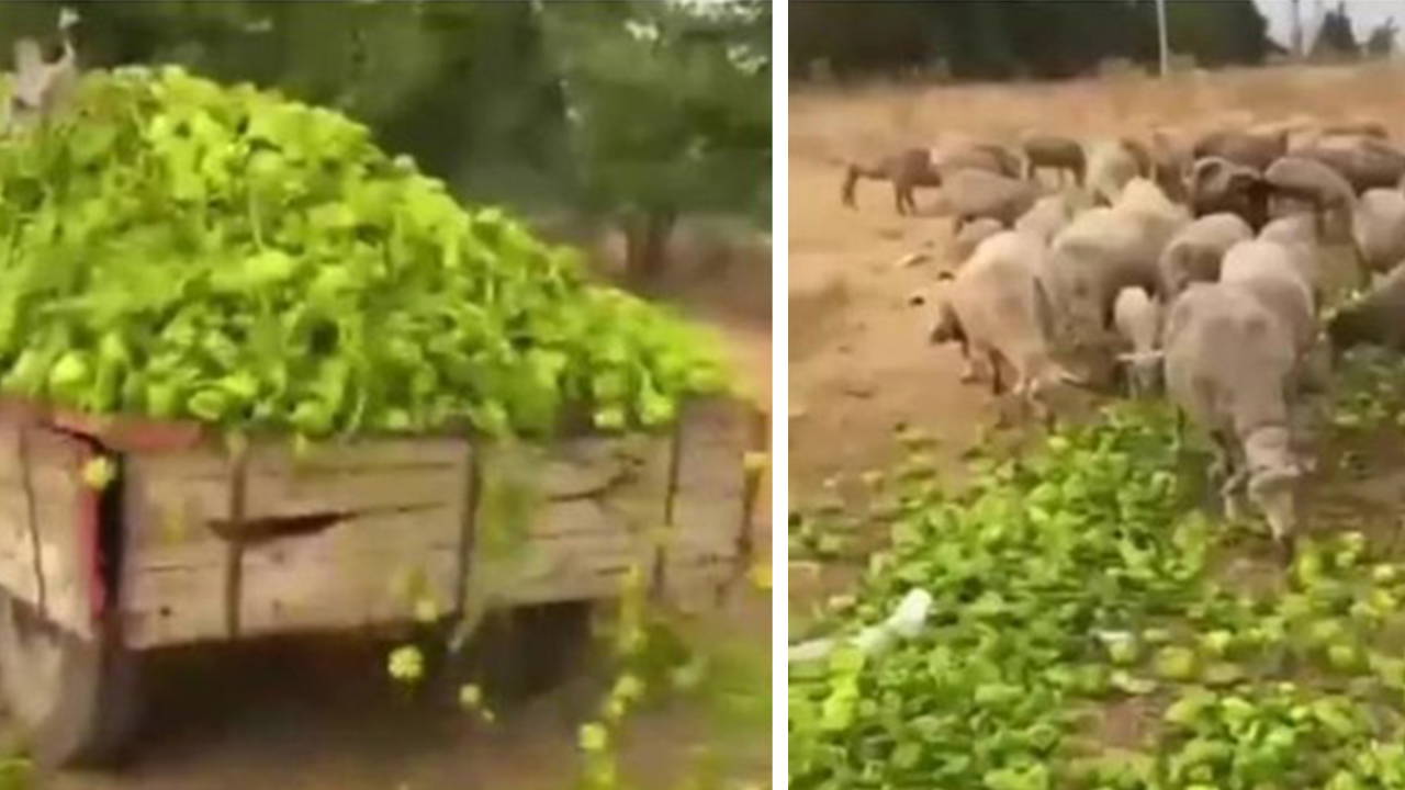 Bakanlıktan 'biber' videolarına ilişkin açıklama: 'Görüntüler eski, adli süreç başlatıldı'