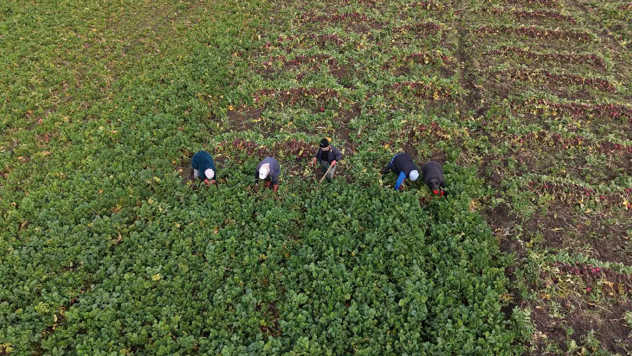 Yan gelir olarak ekilmişti, şimdi bölgenin geçim kaynağı