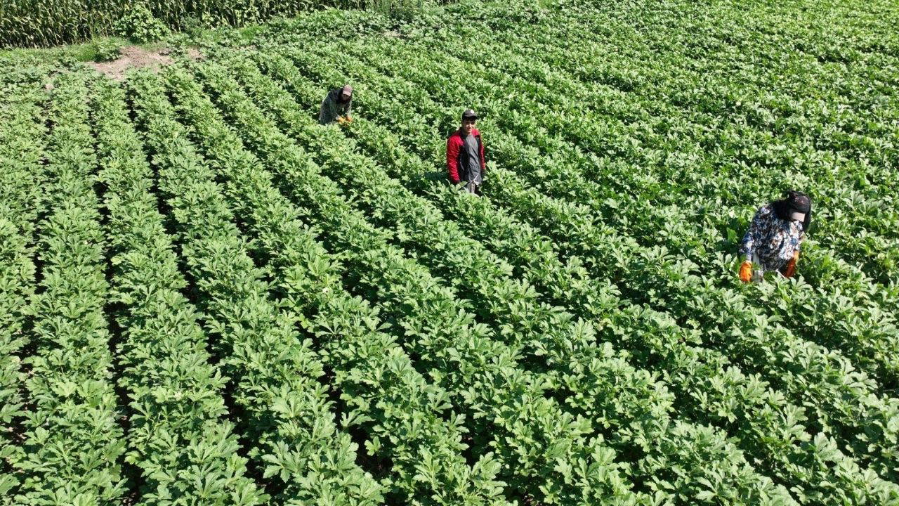 Türkiye'nin üretim merkezinde hasat başladı: Çevre illere gönderiliyor! Yaklaşık 6 bin ton üretim...