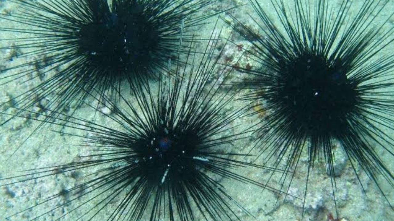 Deniz kestanesi batınca ne yapılmalı? İşte ilk müdahale yöntemleri