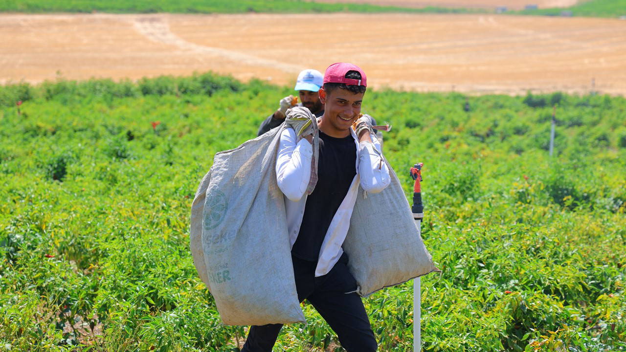 Kentin dört bir yanında hasat başladı: Geleneksel yöntemlerle toplanıyor...