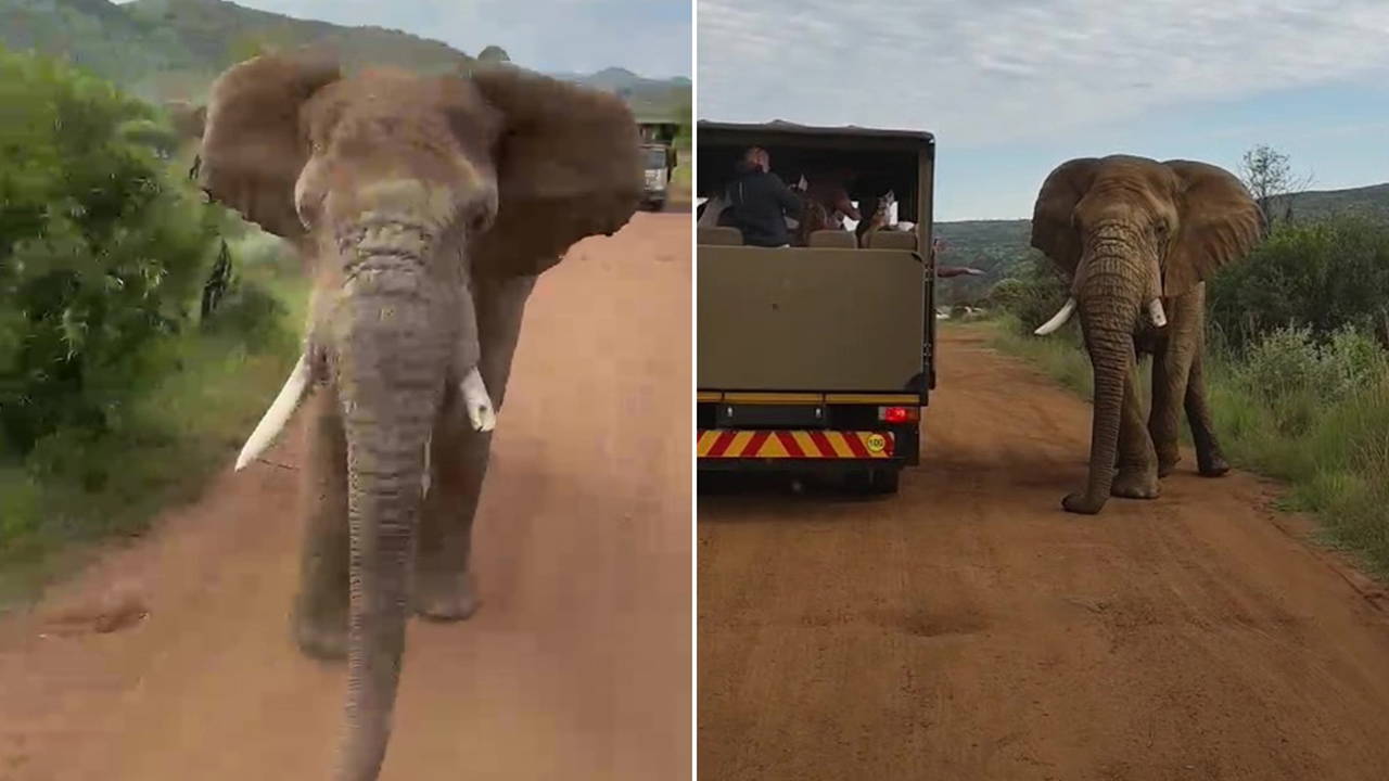 Türk turistin safari kabusu: 5 tonluk fil kovaladı!