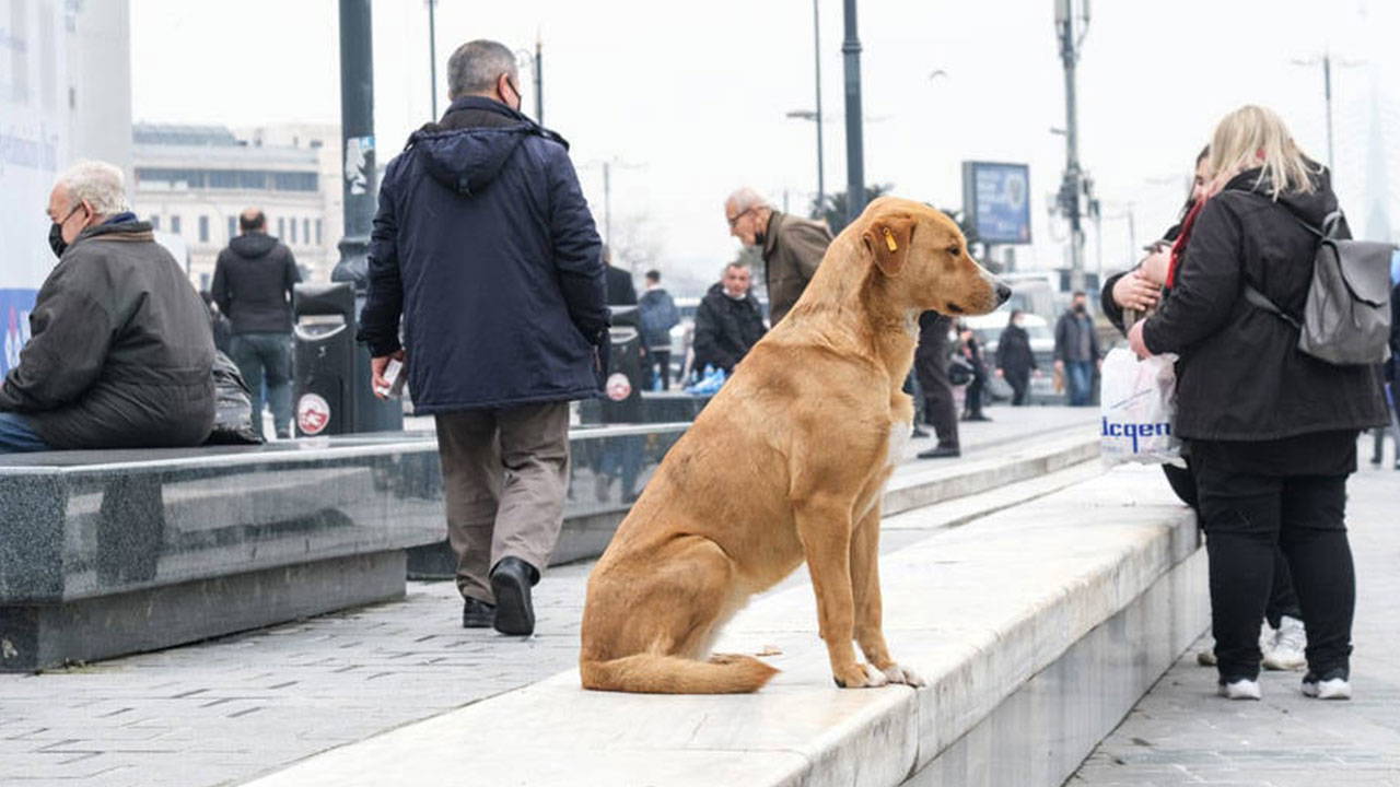İBB ve 39 ilçeye yazı gönderildi!