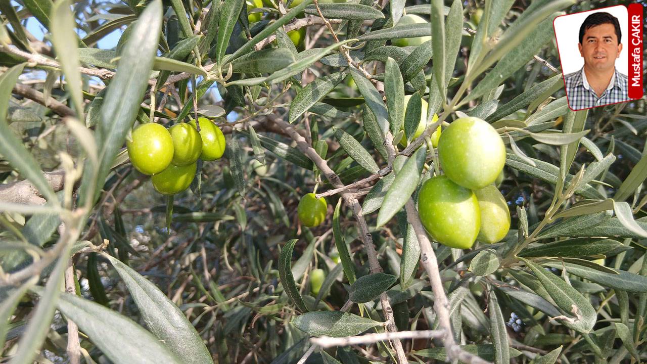 Çiftçilerin Zeytin Toplamama Eylemi