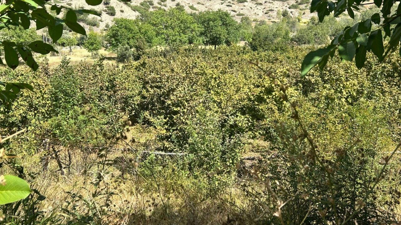 Erzincan’da ilk kez yetiştirdi,1 ton ürün bekliyor!