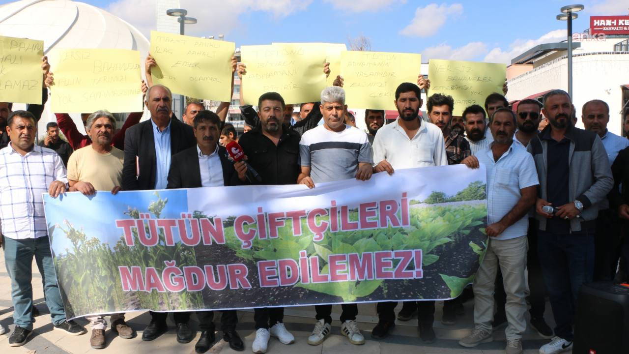 Adıyaman'da firmalar tütün alımını durdurdu... Üreticiden sert tepki!
