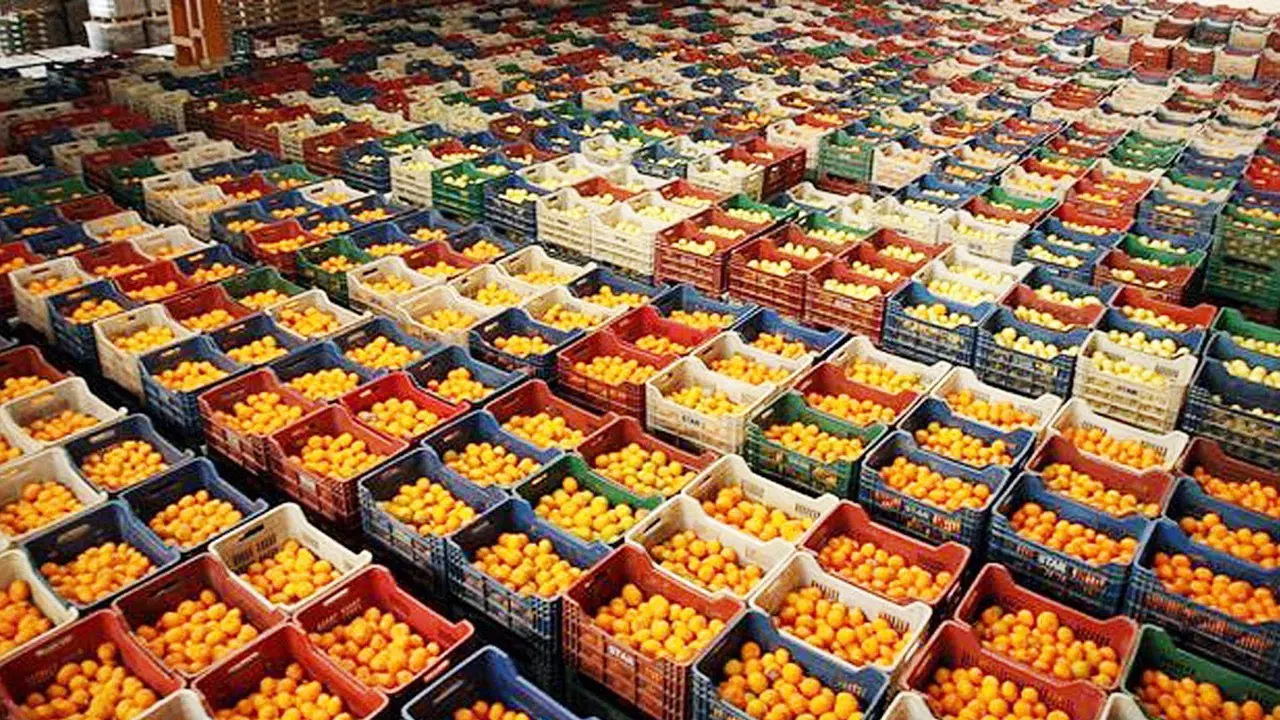 Gürcistan’a gönderilecek zirai ilaç kalıntısı bulunan 6 bin 100 kilogram mandalina imha edildi