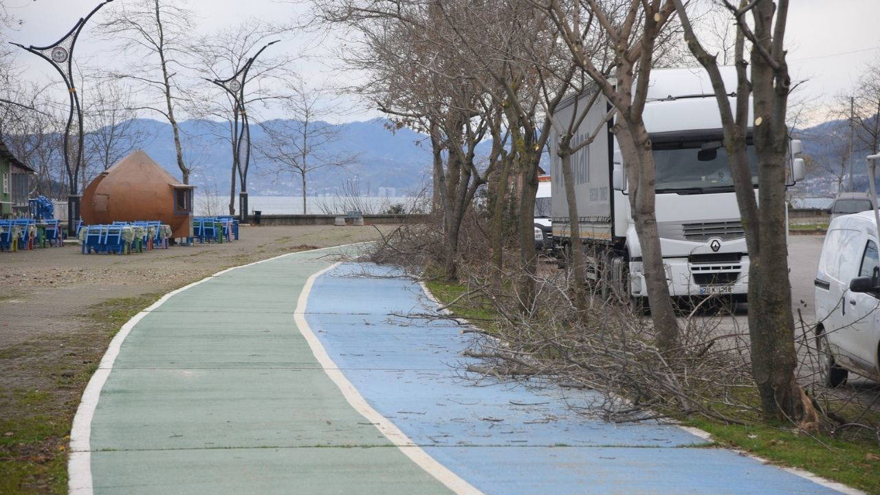 Giresun Belediyesi’nden sahil şeridinde ağaçlara nefes aldıran çalışma