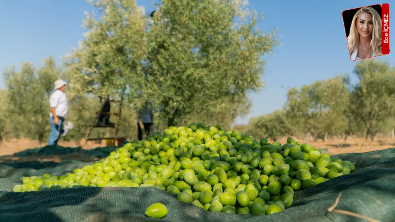 Zeytin ve zeytinyağı sektöründe belirsizlik endişesi giderek büyüyor