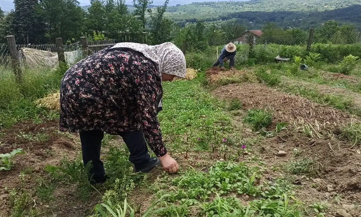 İstanbul'dan memleketine döndü, 10 dönümde üretime başladı: Mayısta hasat etti!