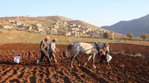 Batman'ın  tescilli lezzetinde ekim başladı: Bozulmadan 1 yıl dayanıyor...