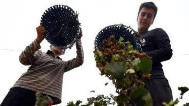Tarımda dolaylı tasfiye
