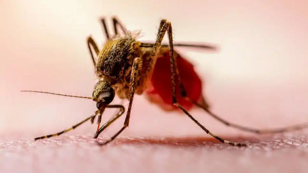 Türkiye'de sıtma riski bitti mi? Uzman isimden yurt dışına çıkacaklara hayati uyarı!