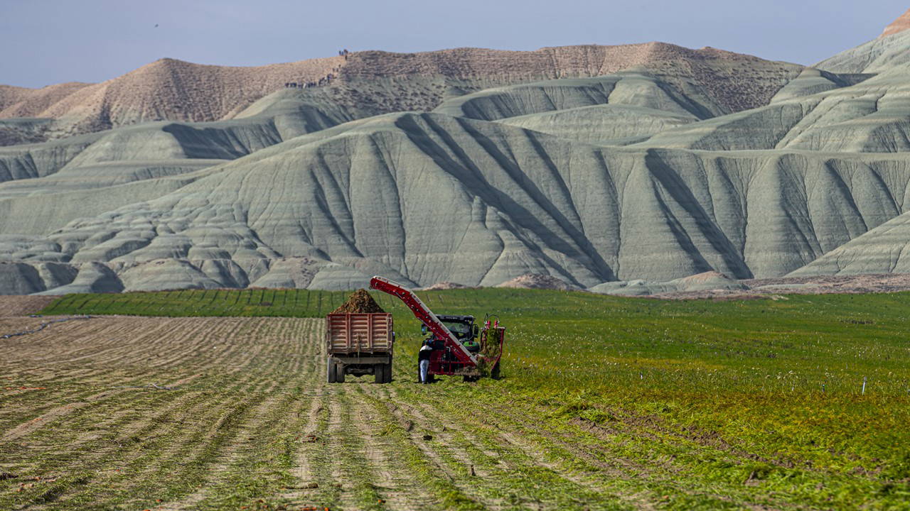 Kız Tepesi’nin eteklerinde hasat başladı