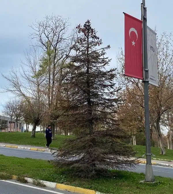 Ağacın zarar görmüş hali