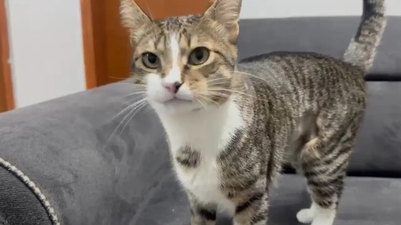 Zonguldak’ta şaşkınlık yaratan olay: Kedinin midesinden vantuz çıktı!