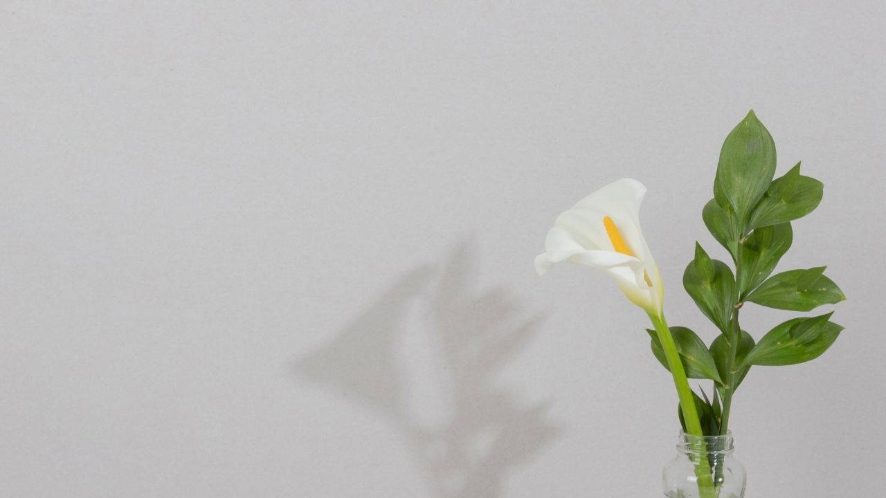 Çamaşır suyunu unutun, evin havasını tertemiz yapan O bitki...