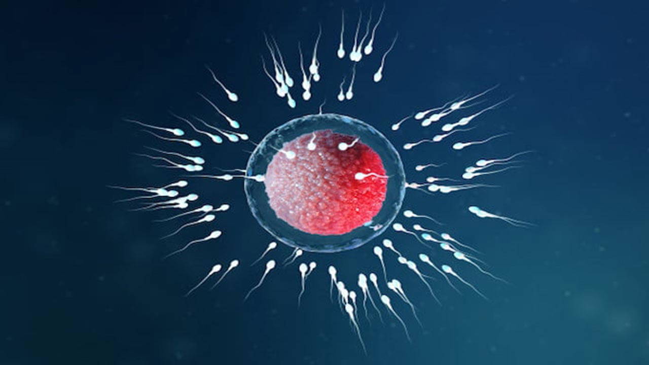 Sperm sayısındaki düşüşte en büyük faktör nedir?