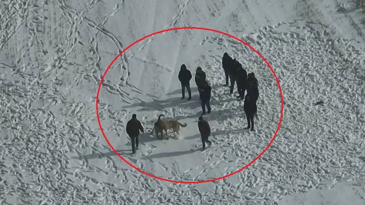 O anlar kamerada: Köpek dövüştürenler dronu görünce kaçtı!