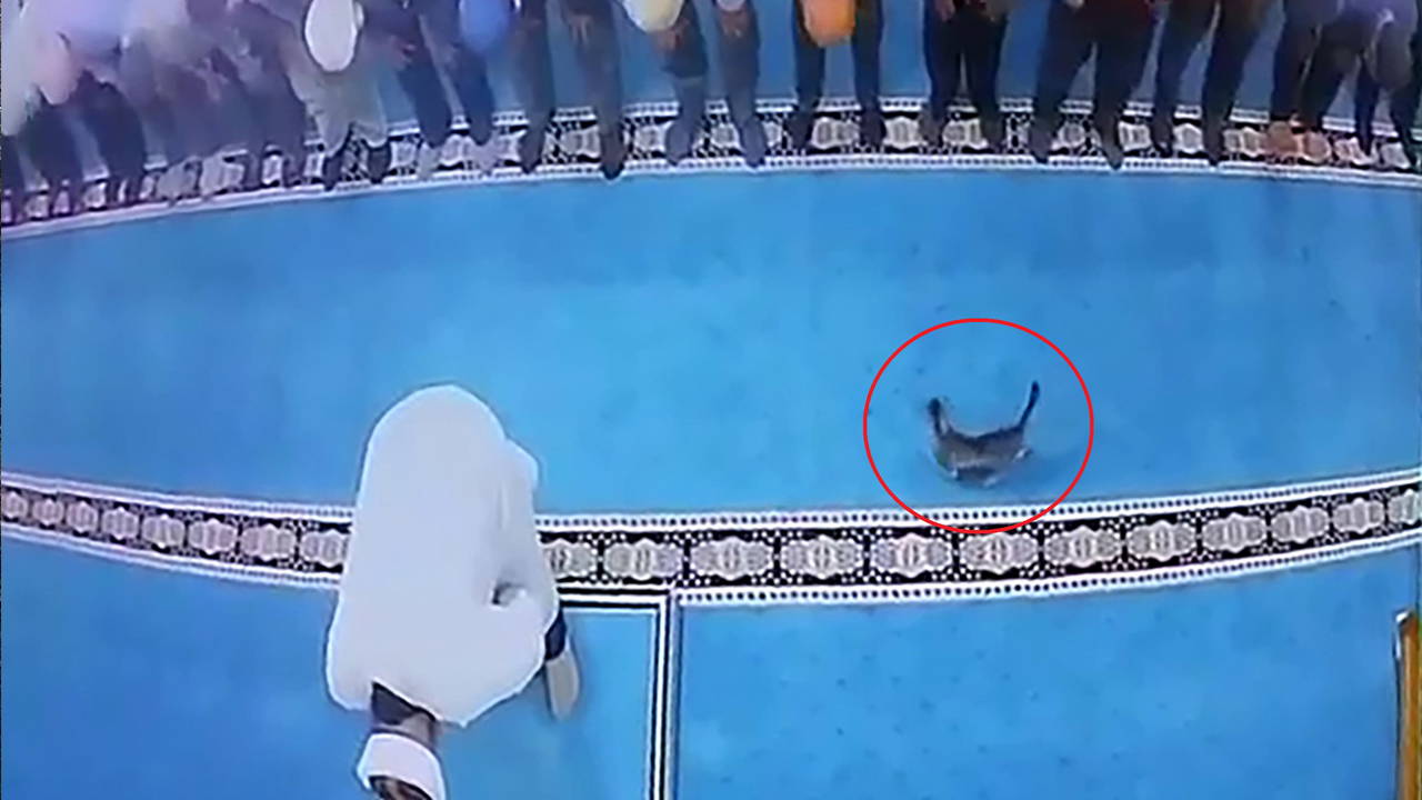 Camide kediye tekme atan kişi gözaltına alındı