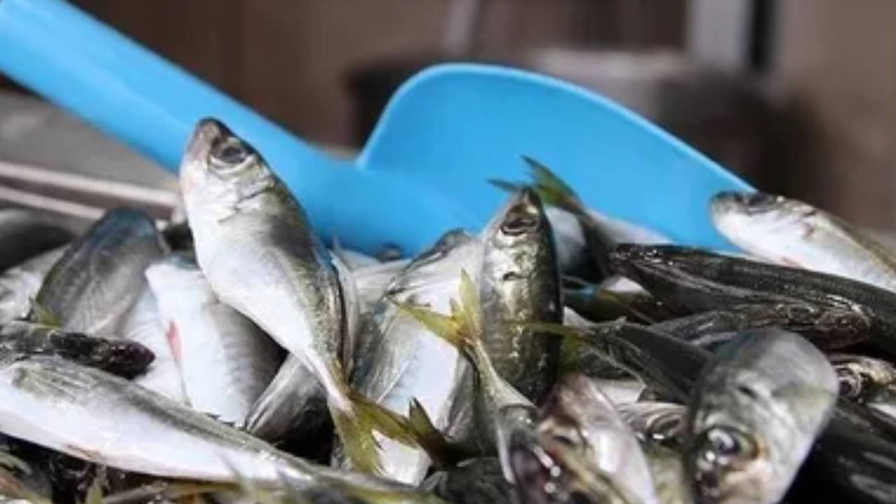 Av mevsiminin son günlerinde istavrit bolluğu