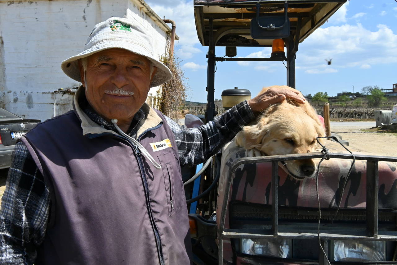 Manisa'nın 'Betty'si traktörden inmiyor: Sahibiyle tarlaya gidiyor!