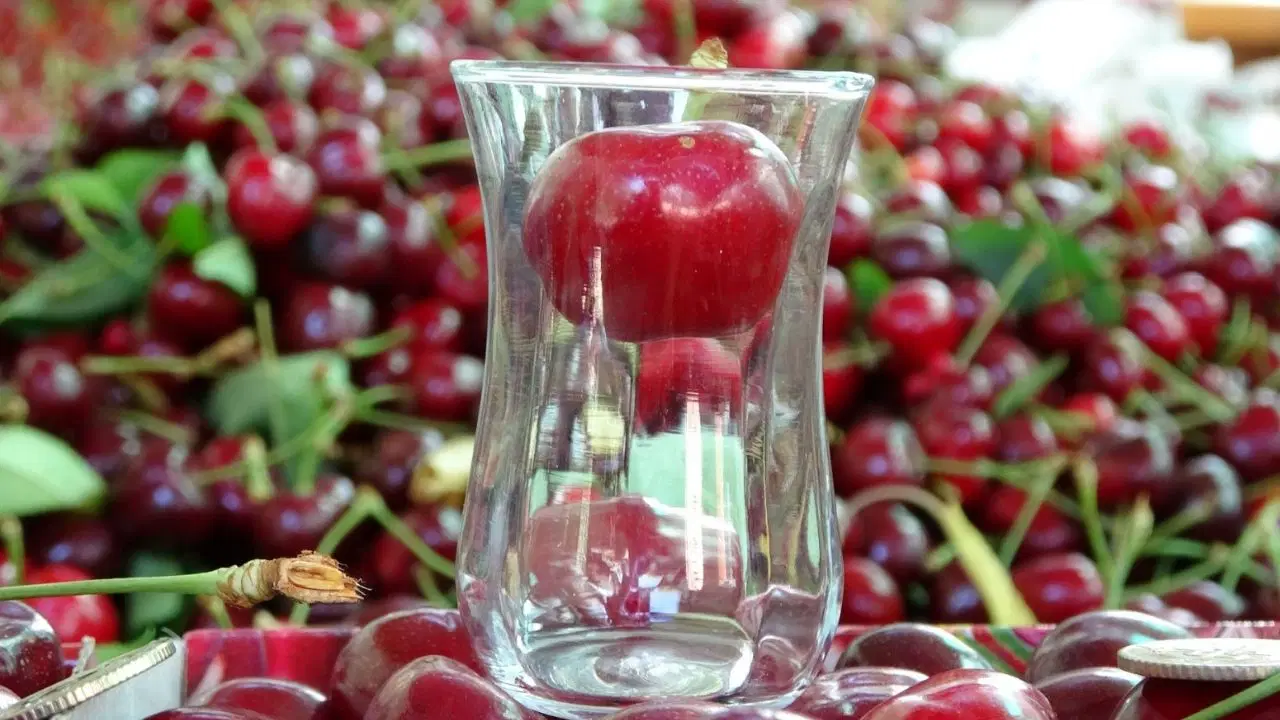 Çay bardağına sığmıyor: Lapseki'de hasat başladı....