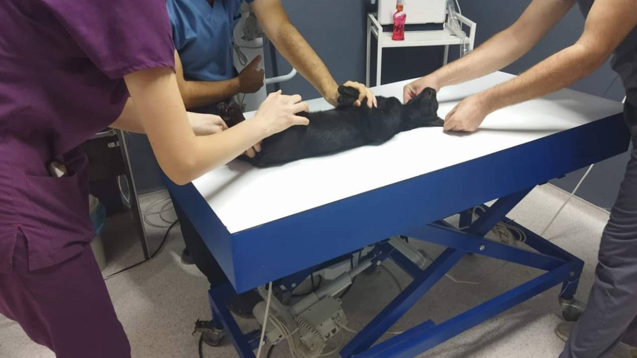 Kedileri av tüfeği ile öldürdüğü iddia edilen komşu için hapis istemi