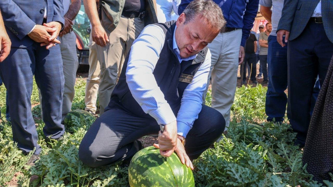 Osmaneli'nin tescilli lezzetinde hasat başladı: Tarlada 1 lira, markette 10 lira...
