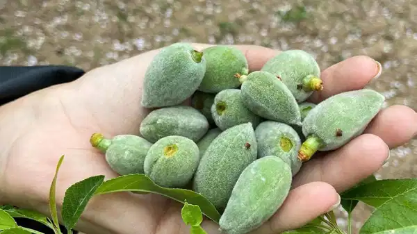 Datça'nın yeşil altınında hasat başladı: Kilosu 1000 TL!