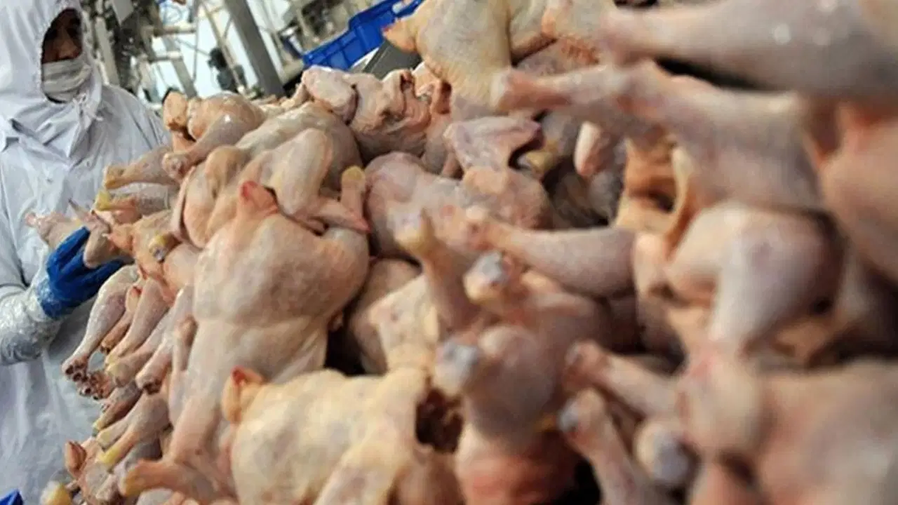 CHP'den tavuk ihracatını durdurma kararına tepki: 'Üreticiyi ortada bıraktılar'