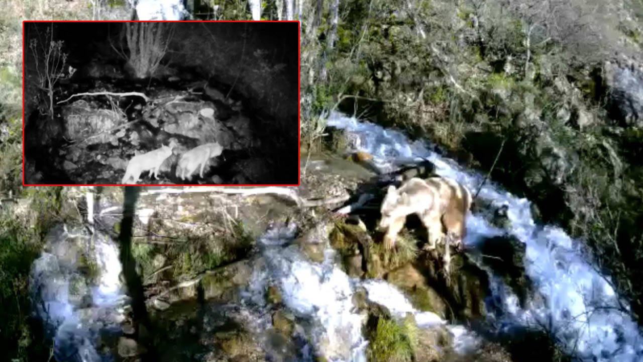Yaban hayatı fotokapanlara yansıdı: Bozayı, kurt ve yaban keçisi aynı karede