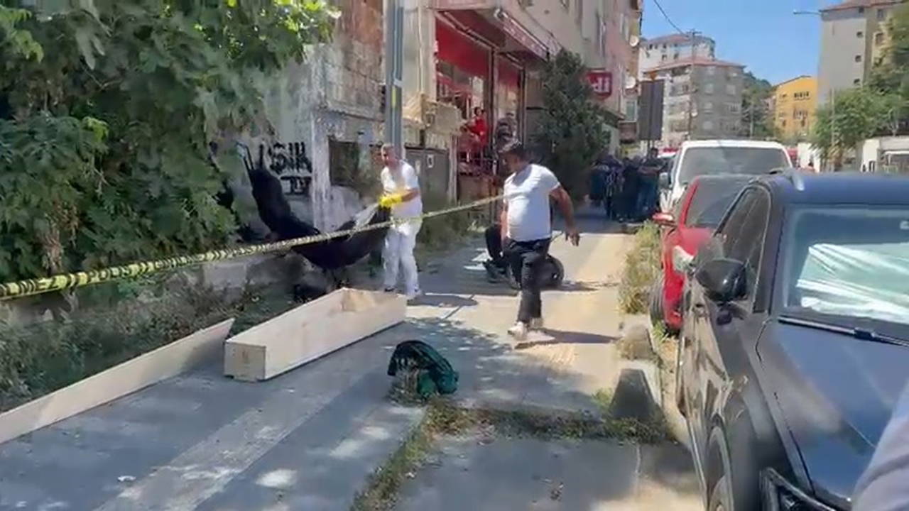 Kayıp kediyi ararken ceset buldu