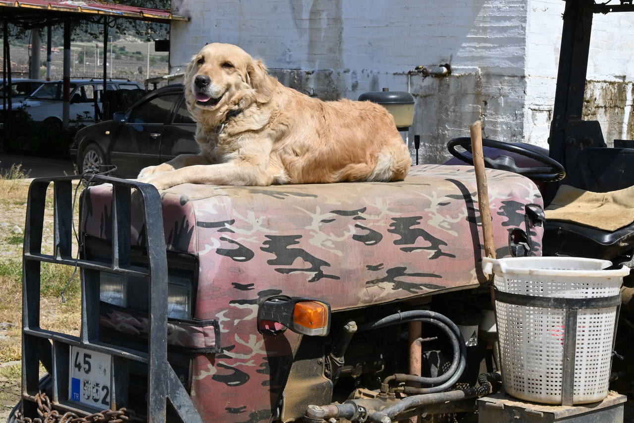 Manisa'nın 'Betty'si traktörden inmiyor: Sahibiyle tarlaya gidiyor!