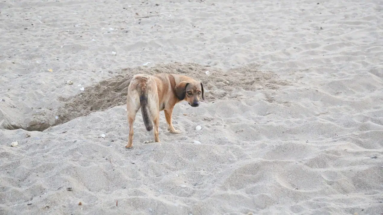Antalya'da her 10 caretta yuvasından 1'i tahrip oldu: 'Çoğunluğu tatilcilerin bıraktığı köpekler yüzünden'
