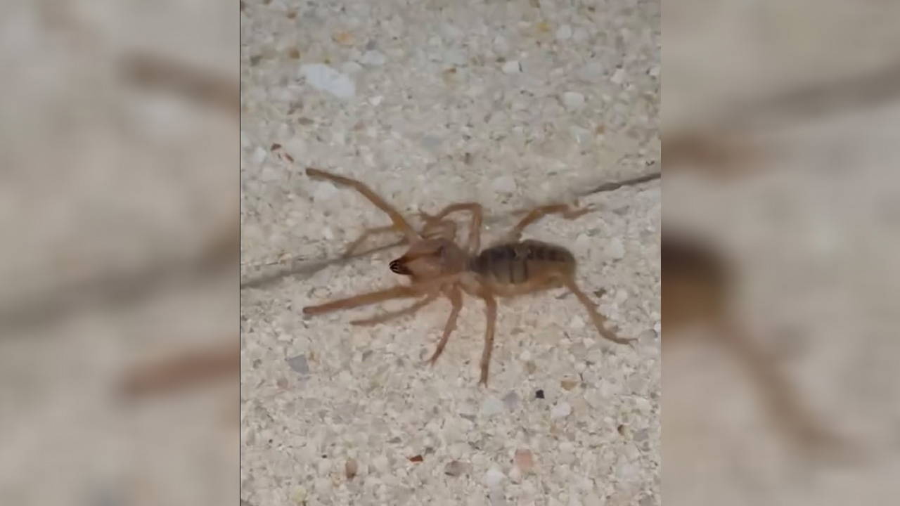 Zehirli etçil sarı kız örümceği görüntülendi!