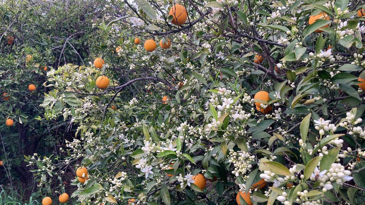 Hasat bitmeden yenisi geldi: Dalında kalan ürünler toplanmadan çiçekler açtı...