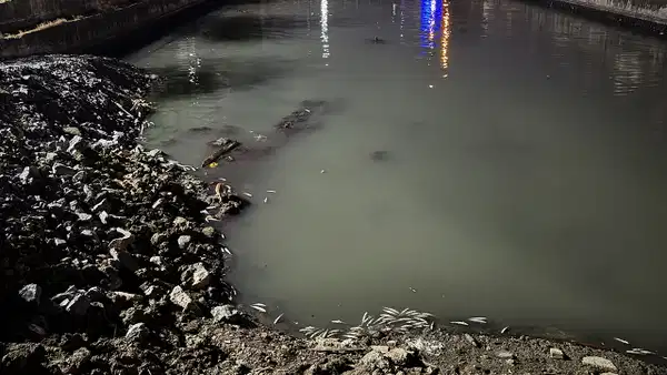Bakırköy Çırpıcı Deresi’nde toplu balık ölümü