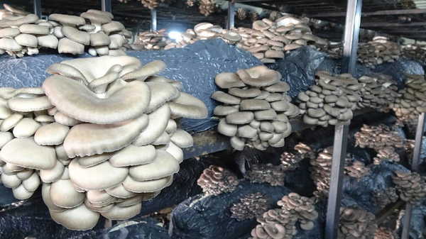 Samsun’da üreticilere yeni gelir kapısı oldu: 7 üretim odası, 84 ton kapasite