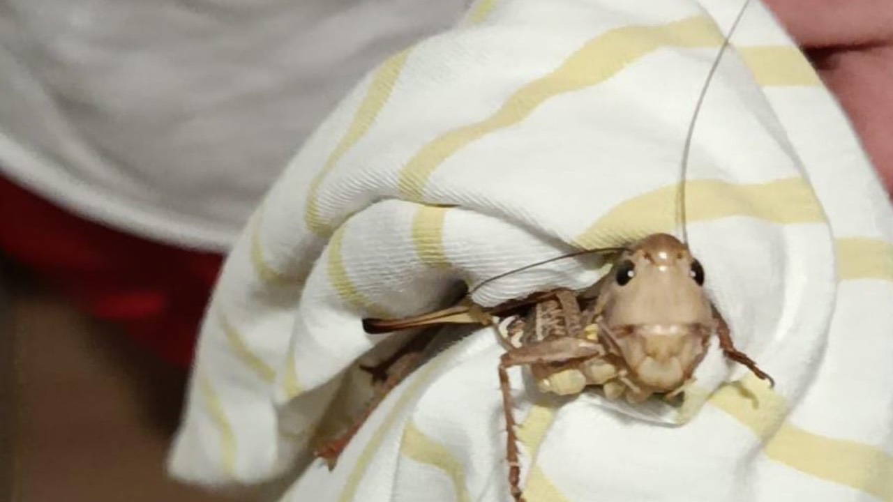 Giant locusts swarm Marmara: Another province added to the list