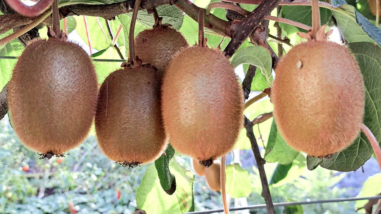 Üreticilerden 'İran kivisi' tepkisi: Yerli üretimi baltalıyor