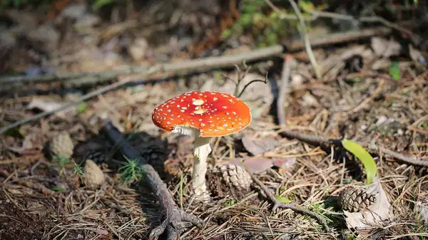 Halüsinojen mantarlar ruh sağlığı bozukluklarını tedavi edebilir mi?