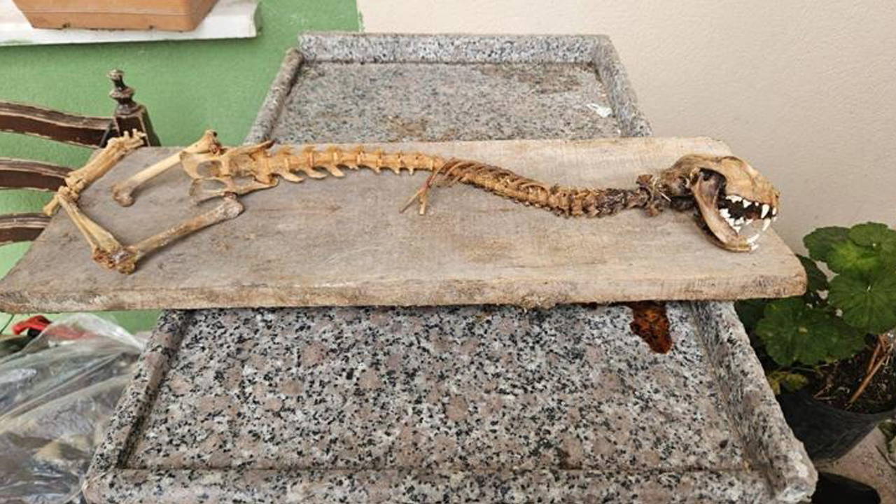 O ilde bulundu: 55 santimetre boyunda hayvan iskeleti!