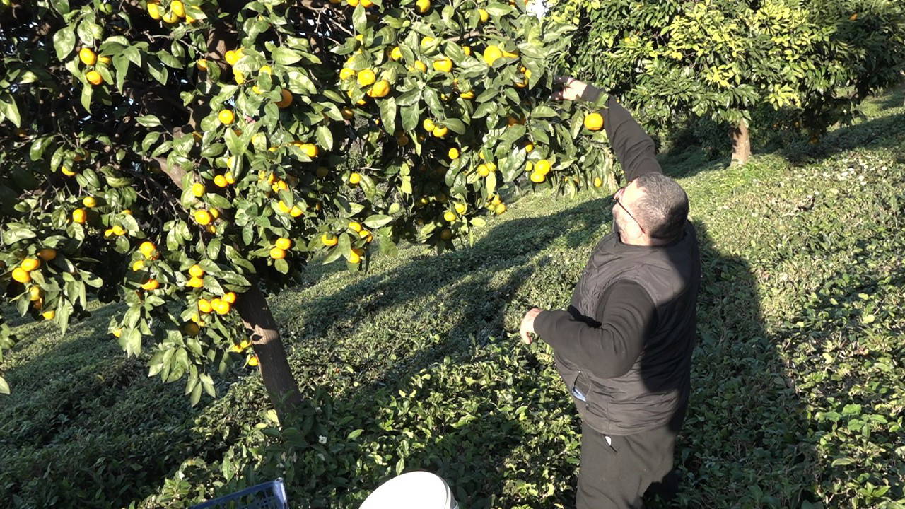 Derepazarı'nda yılın ilk hasadı başladı: Bahçede 7, markette 35 TL!