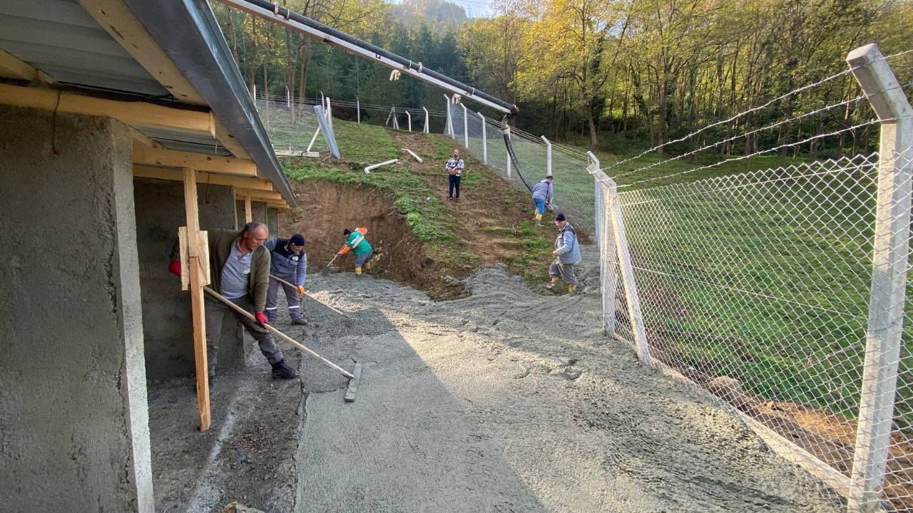 Borçka Belediyesi, sokak hayvanları için yaşam alanı oluşturma çalışmalarını sürdürüyor