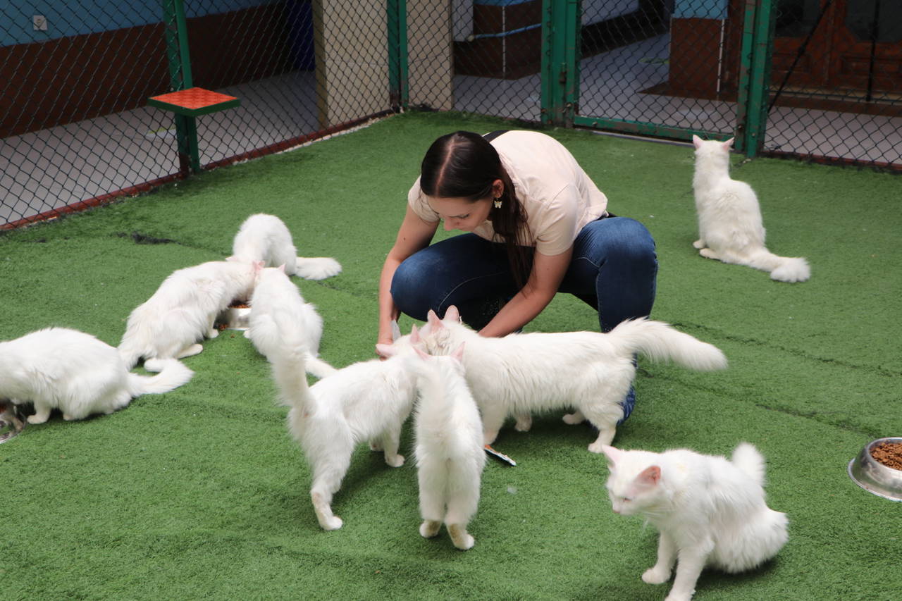 Van Kedi Villası'nda 100 yavru doğdu: Binlerce ziyaretçi akını