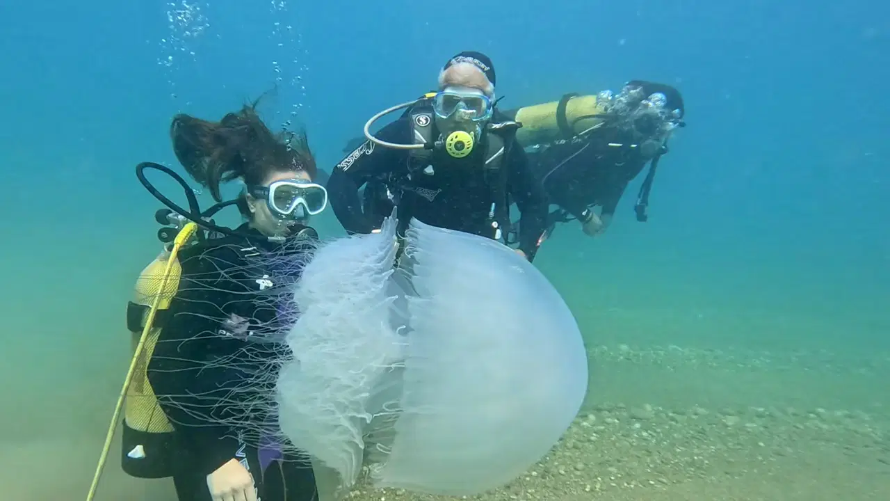 Antalya'da poyraz etkili oldu: Dev denizanaları kıyıya ulaştı!