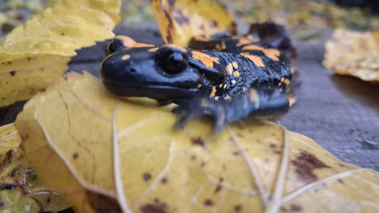 Adana'da görüldü: Nesli tehlike altında...