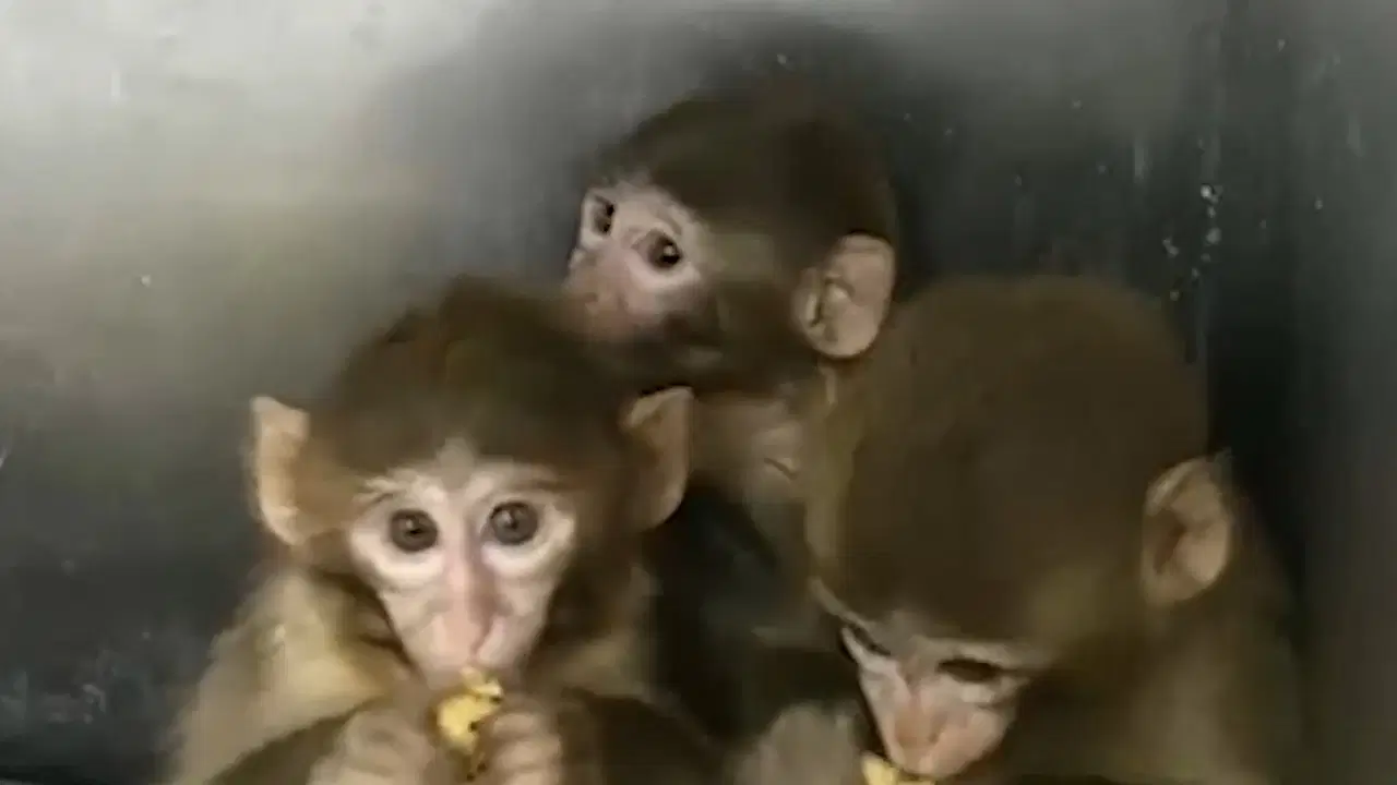 Denetimde ele geçirilen 3 makak maymunu koruma altına alındı