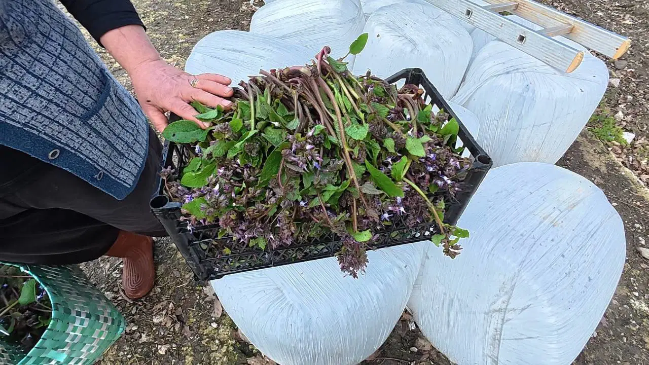 Sinop'un gizli hazinesi tezgaha indi: Günde 40 kilo topluyor, talebe yetişemiyor!